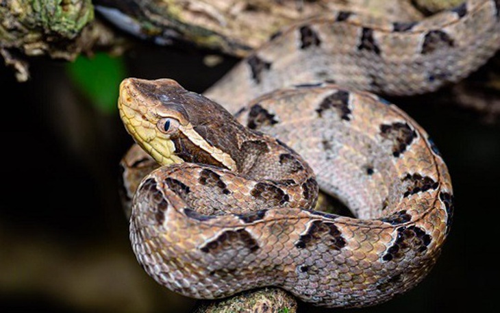 Cẩn trọng những ‘mẹo dân gian’ biến vết thương nhẹ thành nhiễm trùng nặng - Ảnh 2.