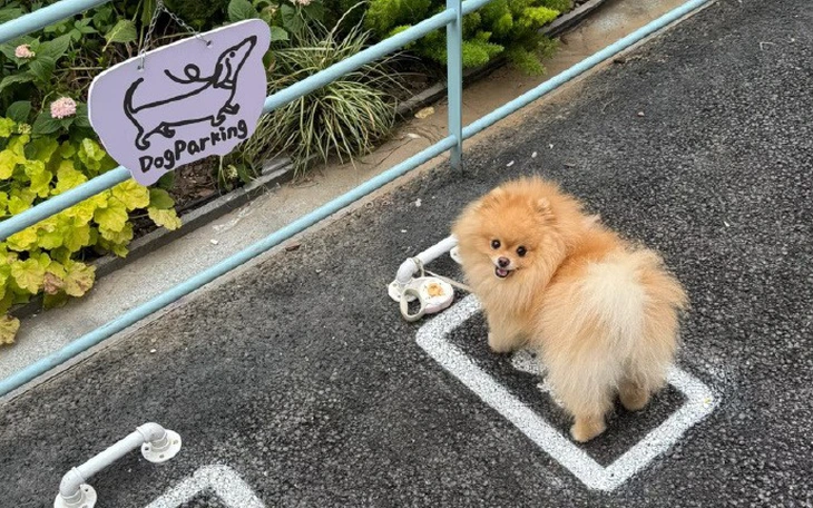 Tấn công mạng nữ trọng tài Lào là kiểu cổ vũ xấu xí - Ảnh 4.