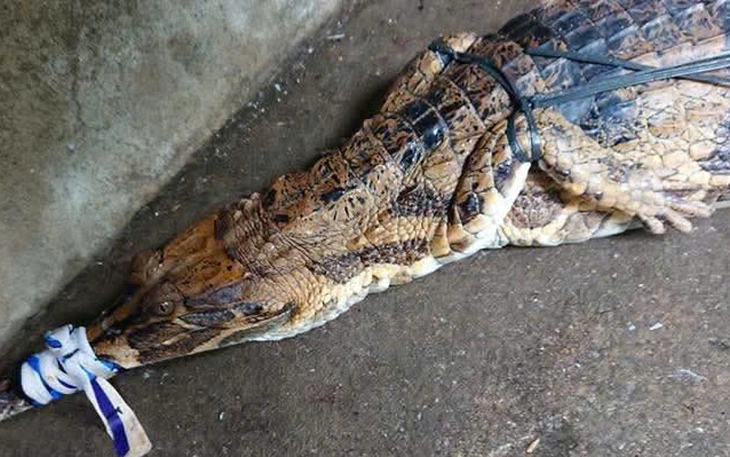 Dùng cần câu dụ bắt cá sấu dài gần 1m trong ao nước bỏ hoang - Ảnh 2.