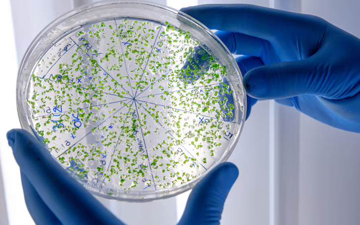 Giải mã bí ẩn một số vi rút 'ẩn náu' suốt đời trong cơ thể người - Ảnh 3.