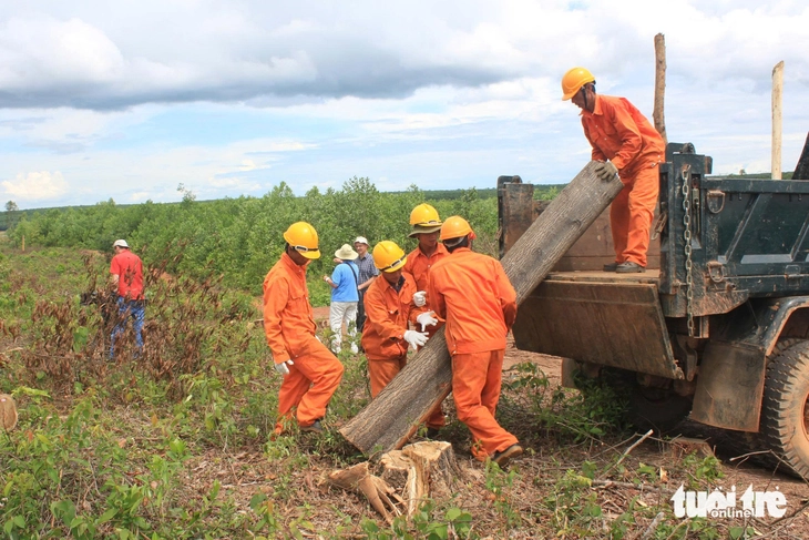 rừng bền vững - Ảnh 1.