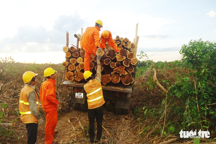 rừng bền vững - Ảnh 2.