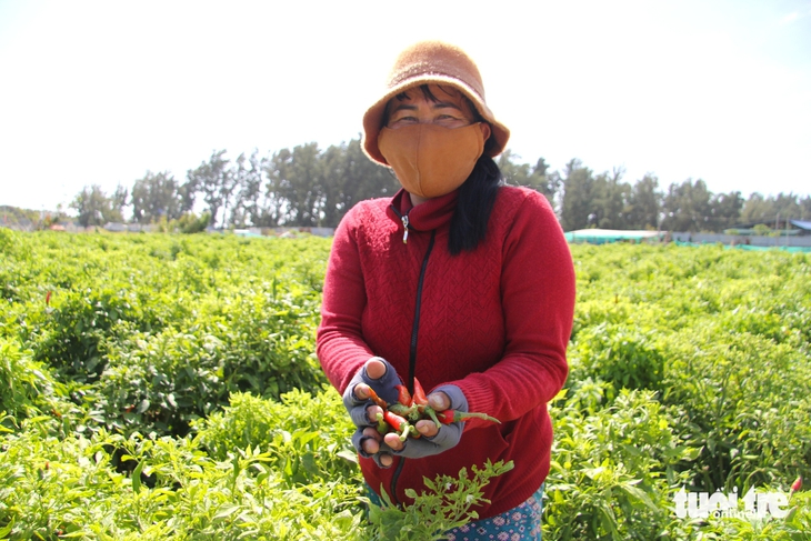 Giá ớt tăng kỷ lục, nông dân Ninh Thuận cũ không có hàng để bán - Ảnh 1.