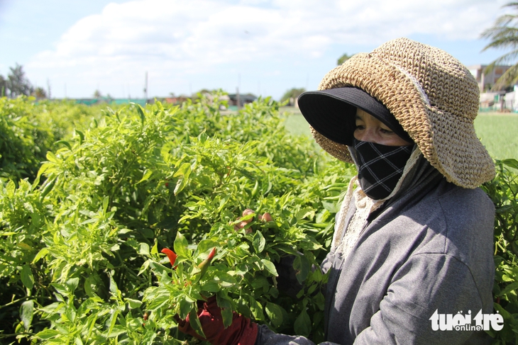 Giá ớt tăng kỷ lục, nông dân Ninh Thuận cũ không có hàng để bán - Ảnh 2.
