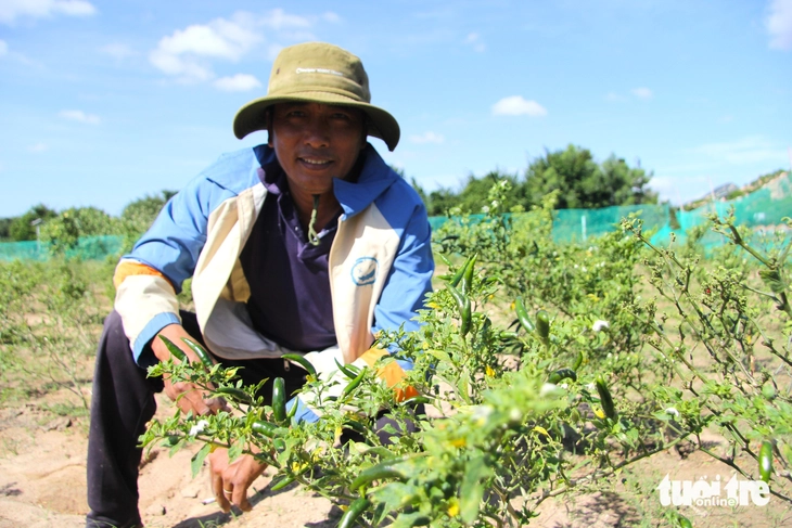 Giá ớt tăng kỷ lục, nông dân Ninh Thuận cũ không có hàng để bán - Ảnh 3.