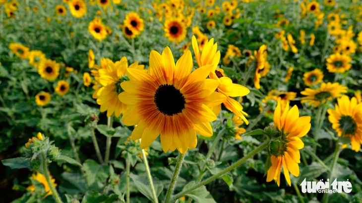 Ngắm thảm hoa được trồng từ 2.000 giống khác nhau ở làng hoa Sa Đéc - Ảnh 3.