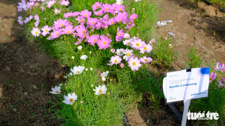 làng hoa Sa Đéc - Ảnh 6.