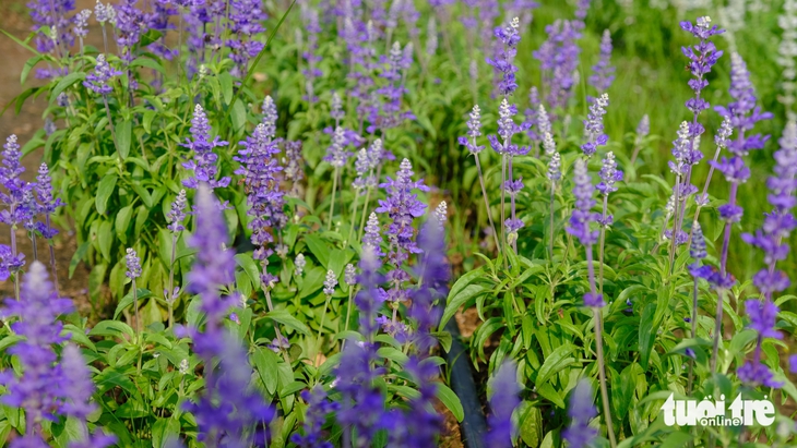 làng hoa Sa Đéc - Ảnh 7.