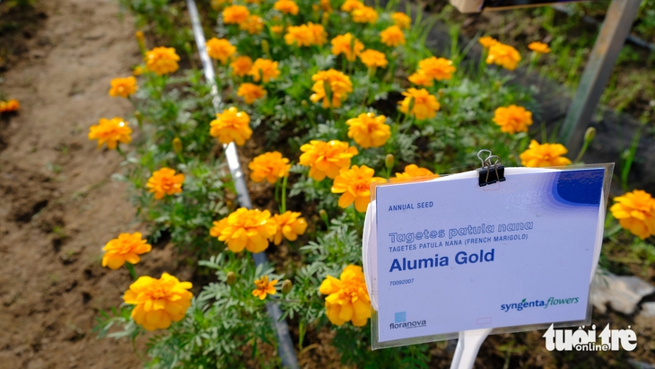 làng hoa Sa Đéc - Ảnh 8.