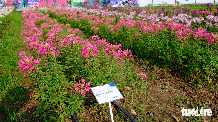 làng hoa Sa Đéc - Ảnh 9.