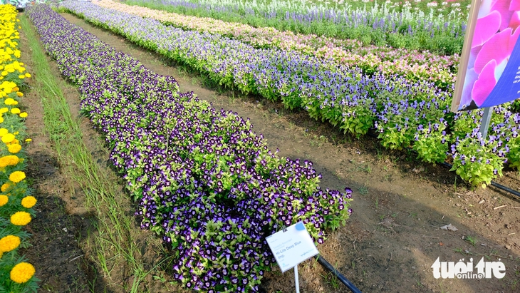 làng hoa Sa Đéc - Ảnh 10.