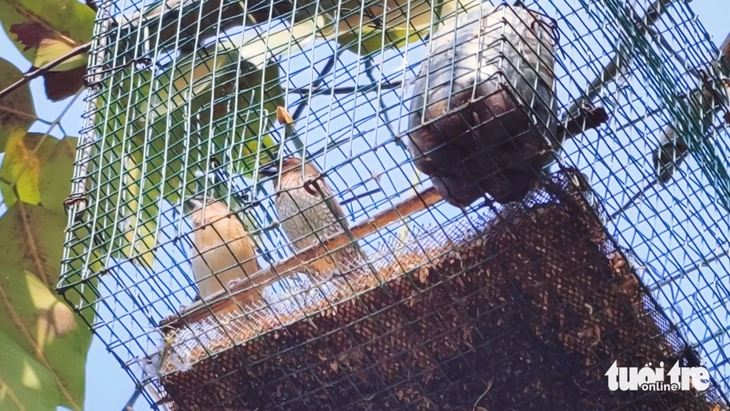 bẫy chim - Ảnh 2.