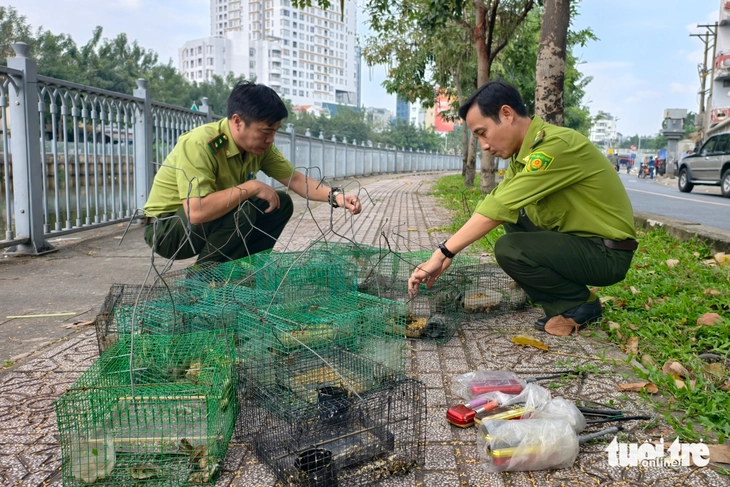 bẫy chim - Ảnh 4.