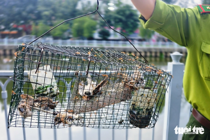 bẫy chim - Ảnh 6.