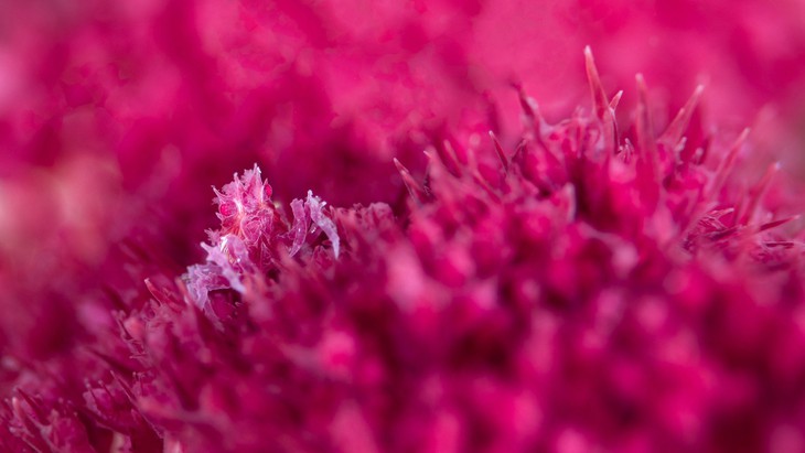 ảnh khoa học - Ảnh 8.