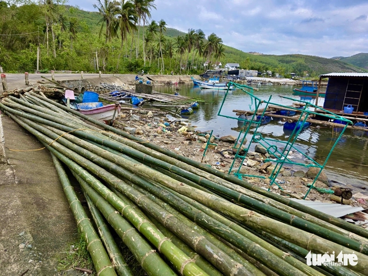 tôm hùm - Ảnh 5.