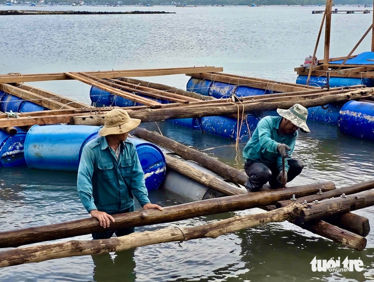 tôm hùm - Ảnh 6.