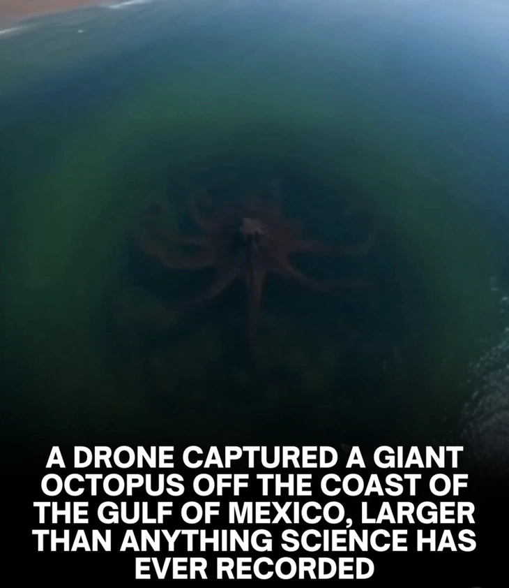 bạch tuộc - Ảnh 2.