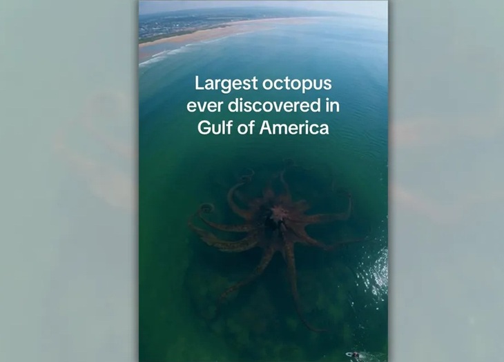 bạch tuộc - Ảnh 1.