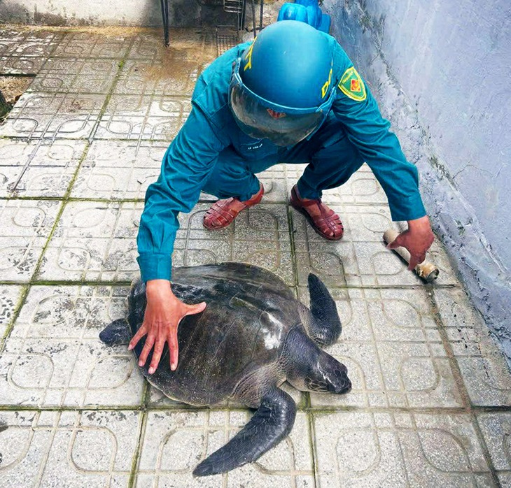 Đồi mồi dứa quý hiếm 17kg mắc vào lưới của ngư dân - Ảnh 3.