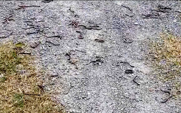 Xuất hiện vết nứt dài hàng chục mét trên mặt đường đèo Ngang, gần nơi giun đất bò lên hàng loạt  - Ảnh 2.