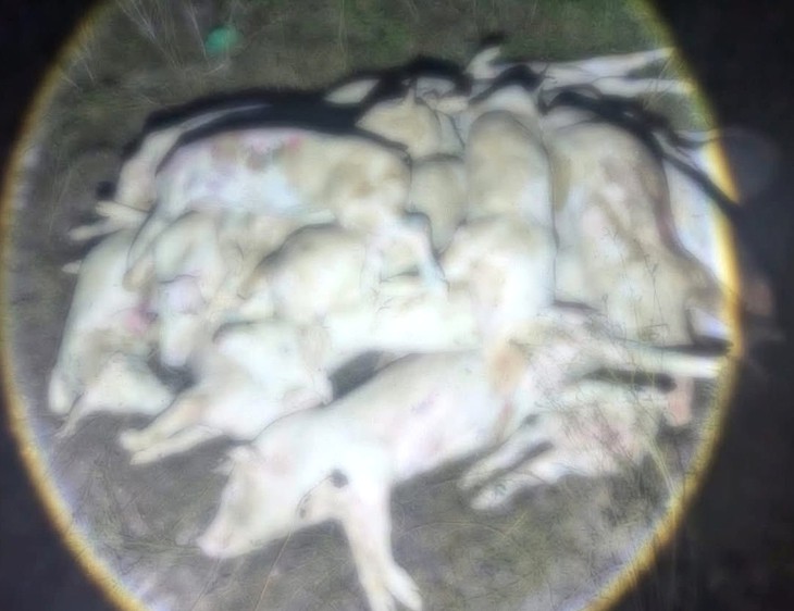 Phát hiện cơ sở giết mổ hàng trăm con heo chết, đưa ra thị trường tiêu thụ- Ảnh 1.