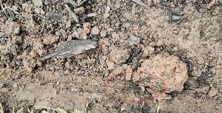 con nhện - Ảnh 2.