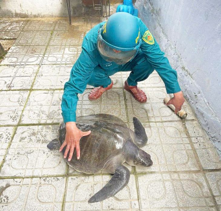 Đồi mồi dứa quý hiếm 17kg mắc vào lưới của ngư dân - Ảnh 3.