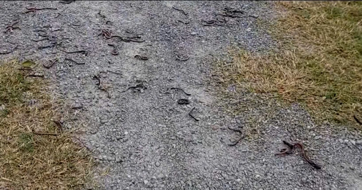 Cơ quan chức năng nói gì về hiện tượng giun đất bò lên mặt đất hàng loạt tại Quảng Trị?- Ảnh 1.