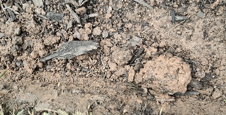 con nhện - Ảnh 1.