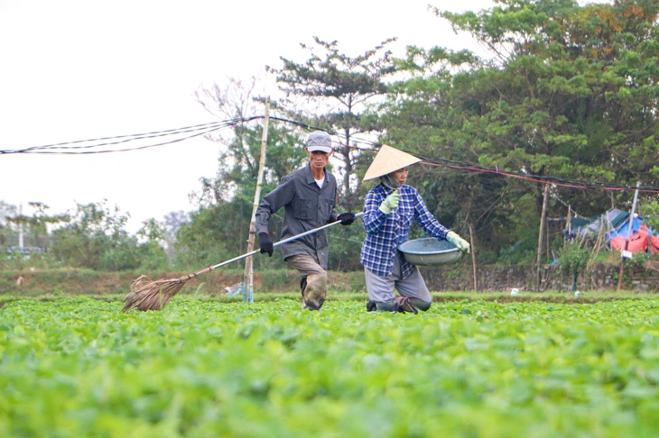 Nhà vườn Đà Nẵng chạy đua tái vụ - Ảnh 1. Đà Nẵng - Ảnh 1.
