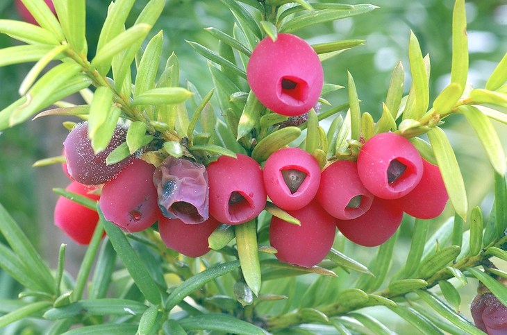 chống ung thư - Ảnh 2.