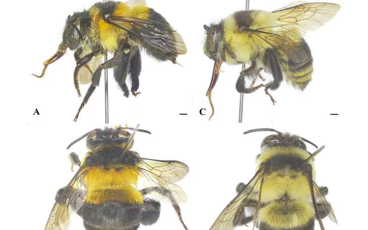 Trung Quốc tạo giống cá diếc không xương dăm nhờ chỉnh sửa gene - Ảnh 3.