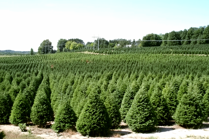 Tưới nước nóng có giúp cây thông Noel tươi tốt lâu hơn? - Ảnh 1.