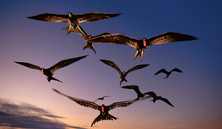 động vật - Ảnh 2.