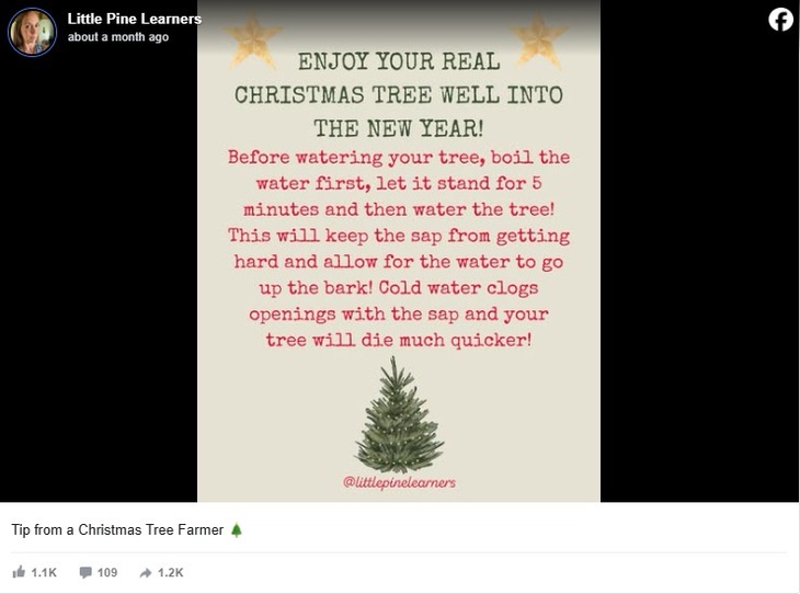 cây thông - Ảnh 3.