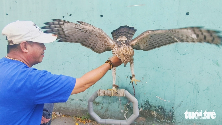 chim hồng hoàng - Ảnh 5.