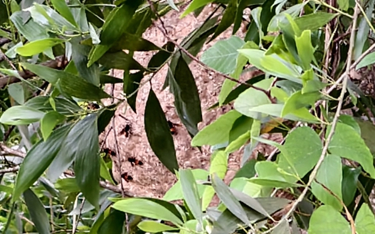 Gia Lai: Lọc máu 53 giờ liên tục cứu sống bé gái bị ong đốt nguy kịch - Ảnh 3.