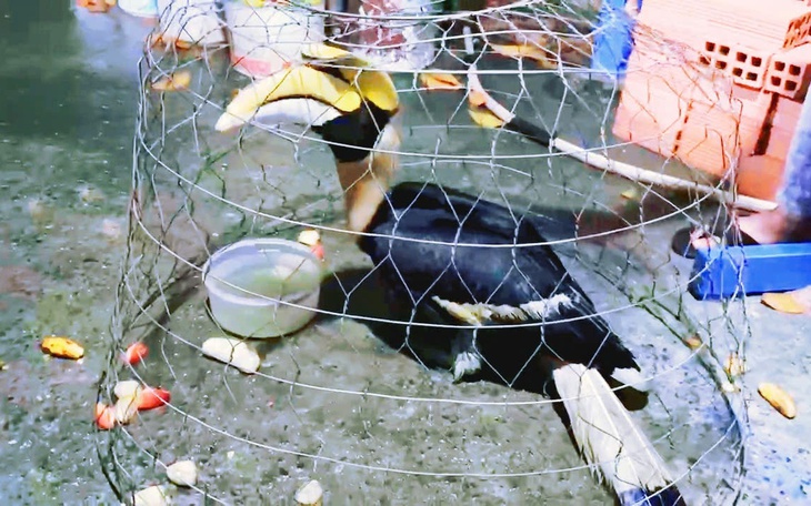 Vì sao rắn hổ mang chúa xuất hiện ở Vườn quốc gia U Minh Thượng nặng khoảng 7kg mà dài chỉ hơn 1,5m? - Ảnh 2.