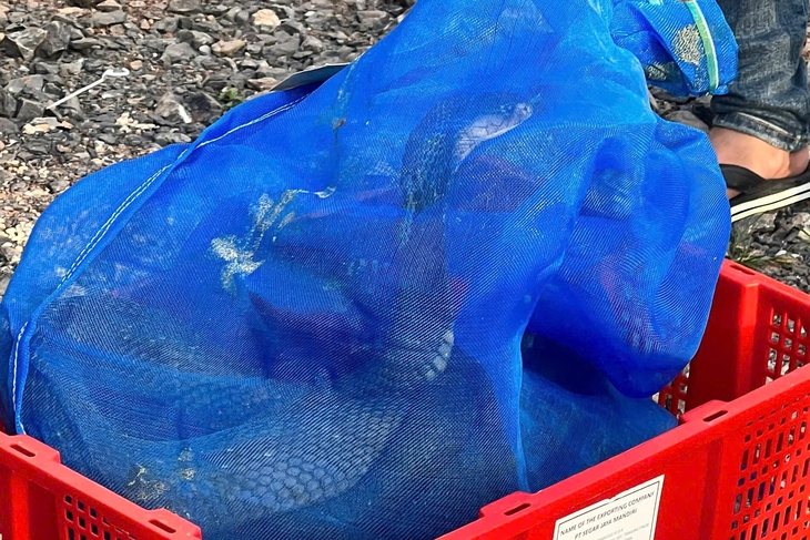 rắn hổ mang - Ảnh 2.