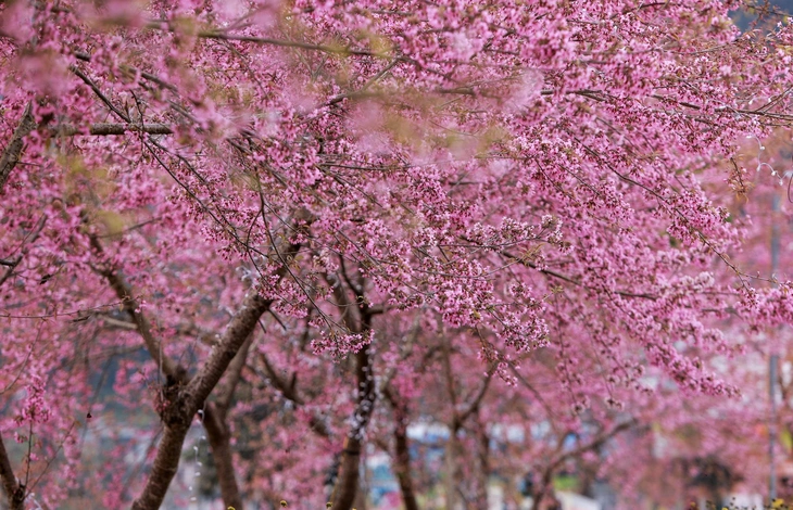 mai anh đào - Ảnh 3.