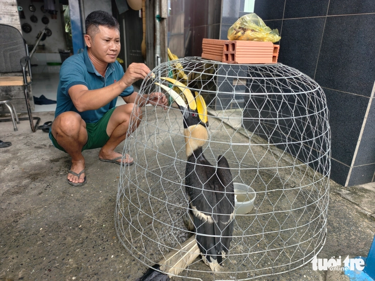 Người dân liên tiếp bắt được chim hồng hoàng quý hiếm, kiểm lâm TP.HCM khuyến cáo - Ảnh 2.