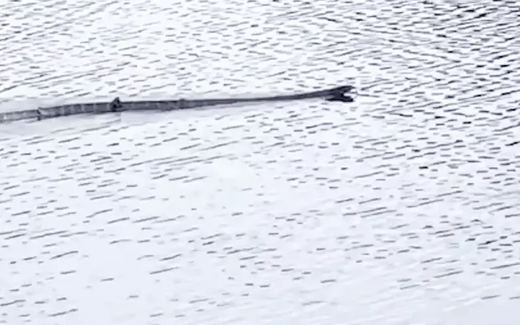 Thông tin thú vị về rắn hổ mang chúa ở Vườn quốc gia U Minh Thượng - Ảnh 3.