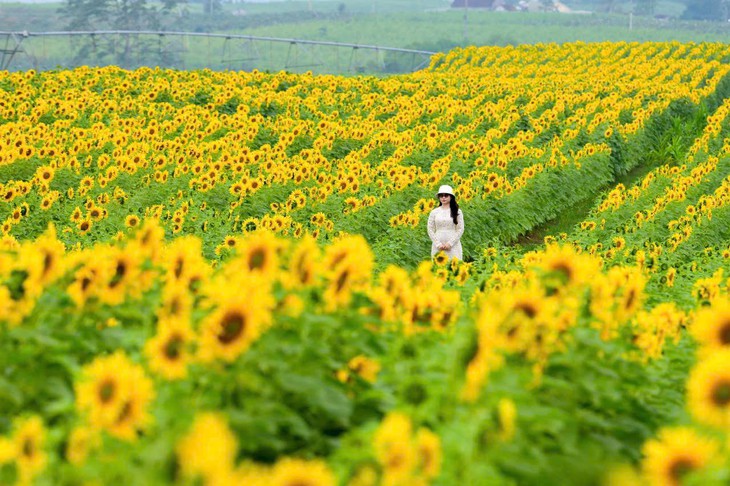 TH TRUE MILK - Ảnh 2.