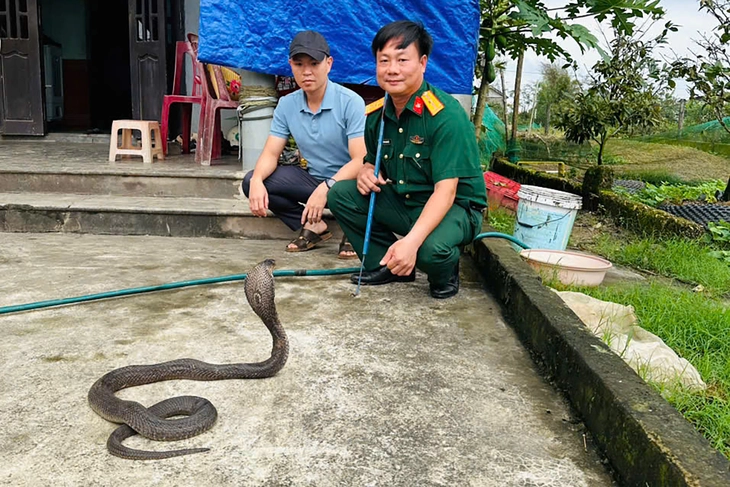 rắn hổ mang - Ảnh 3.