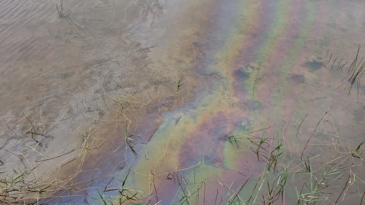 Sự cố tràn dầu tại Dung Quất khiến cá chết hàng loạt - Ảnh 1.