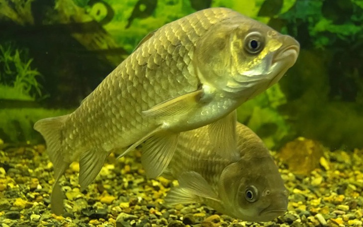 Ngậm nhiều C sủi chữa hóc xương cá, nữ bệnh nhân bị bỏng niêm mạc họng - Ảnh 2.