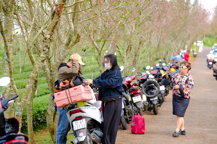Mai anh đào vào mùa, Đà Lạt ‘siết’ chuẩn dịch vụ đón khách nghỉ dưỡng - Ảnh 3.