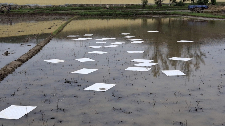 tràn dầu - Ảnh 3.