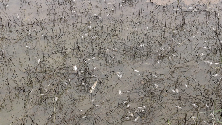 tràn dầu - Ảnh 2.